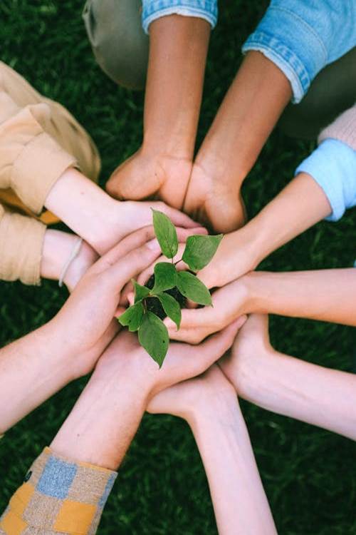 Plusieurs mains tendues vers un jeune arbre, symbole de solidarité, d’espoir et de réinsertion durable.